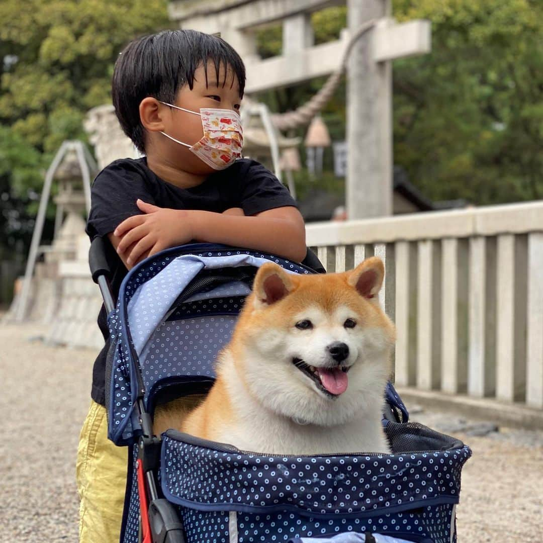 いなりのインスタグラム：「✰ ✰ ✰  トトロに似てんなぁ。  今日、夜勤明けで家に帰った時からいなちゃんがすごくご機嫌さんでした。  まさか…どっかでおしっこ？ゲロ？と家中を見てみたけど違った。  あぁ、ラグーナテンボスに行ったからだね。 やっぱりお出かけが嬉しかったんだね。  6月上旬にいなちゃんお仕事で神奈川へ行きます。 せっかくだから東京へ遊びに行こうかな。  ✰ ✰ ✰  #今日のいなちゃんは超ご機嫌 #肌着替えたら不機嫌になった #そんな事よりこのいなちゃんトトロみてーだな #お祭りに行った時の写真  #アトピっ子わんこ #柴犬いなり #柴 #しば #しばいぬ #日本犬 #いぬバカ部 #柴犬ライフ #サンデイ #犬 #pecoいぬ部 #shiba #shibainu  #shibadog  #shibarbucks #shibastagram #japanesedog #shibainulifes #多頭飼い」