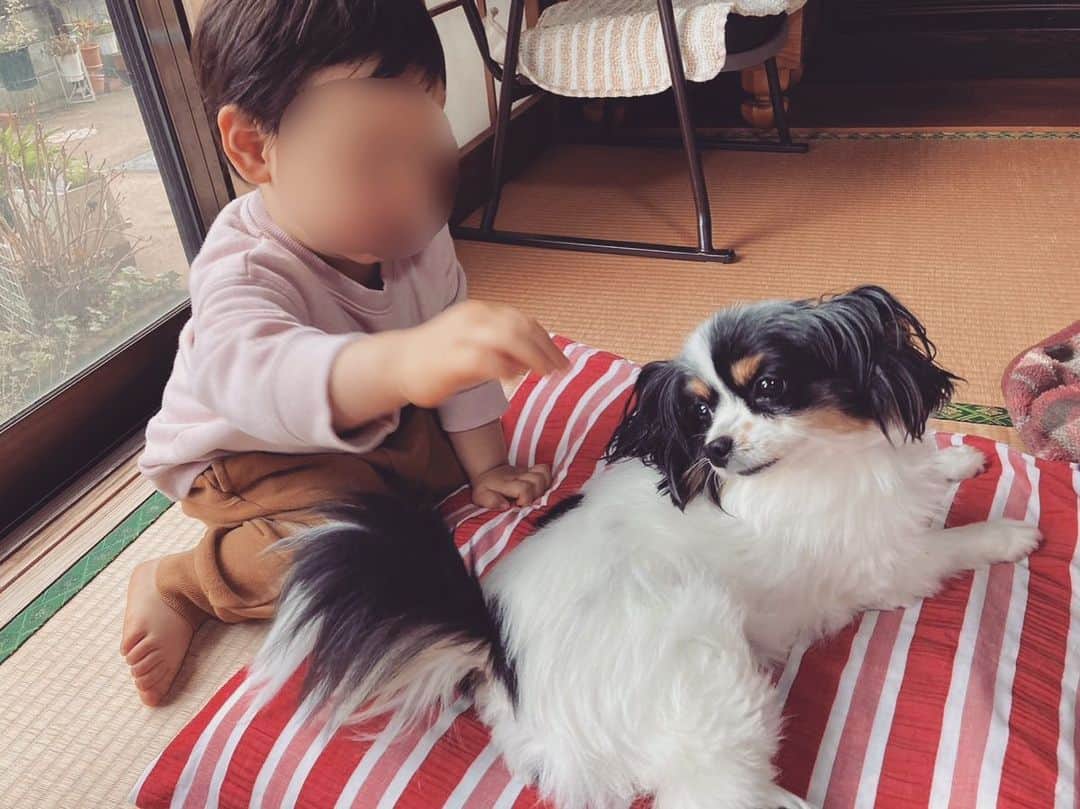 瀬口えりなのインスタグラム：「🐶  自分より大きいけど、 赤ちゃんって認識あるのか めっちゃ顔が優しくなる犬。  #普段は#食い意地max#パピヨン#フランス貴族の犬#らしいけど#面影なしw」