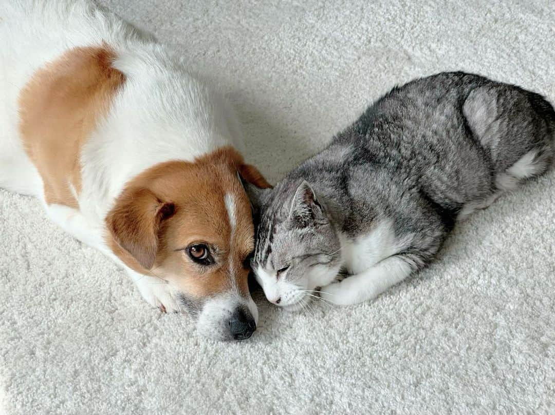 鈴木奈々のインスタグラム：「うちの犬と猫すごく仲良しです😊 ももちゃん🐶たまちゃん🐱です✨ めちゃめちゃ癒されますね〜✨ #犬と猫のいる暮らし」