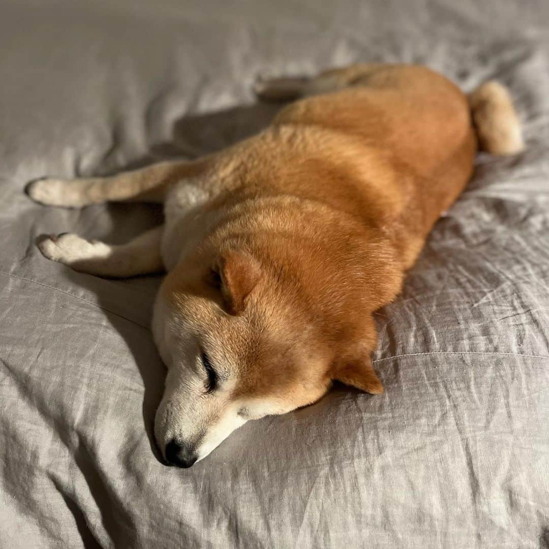 マル子さんのインスタグラム写真 - (マル子Instagram)「最近のお気に入りは母ちゃんベッドのど真ん中で1人で寝ること💤 誰も寝かさないよw  #マル子」5月23日 21時10分 - tomikago