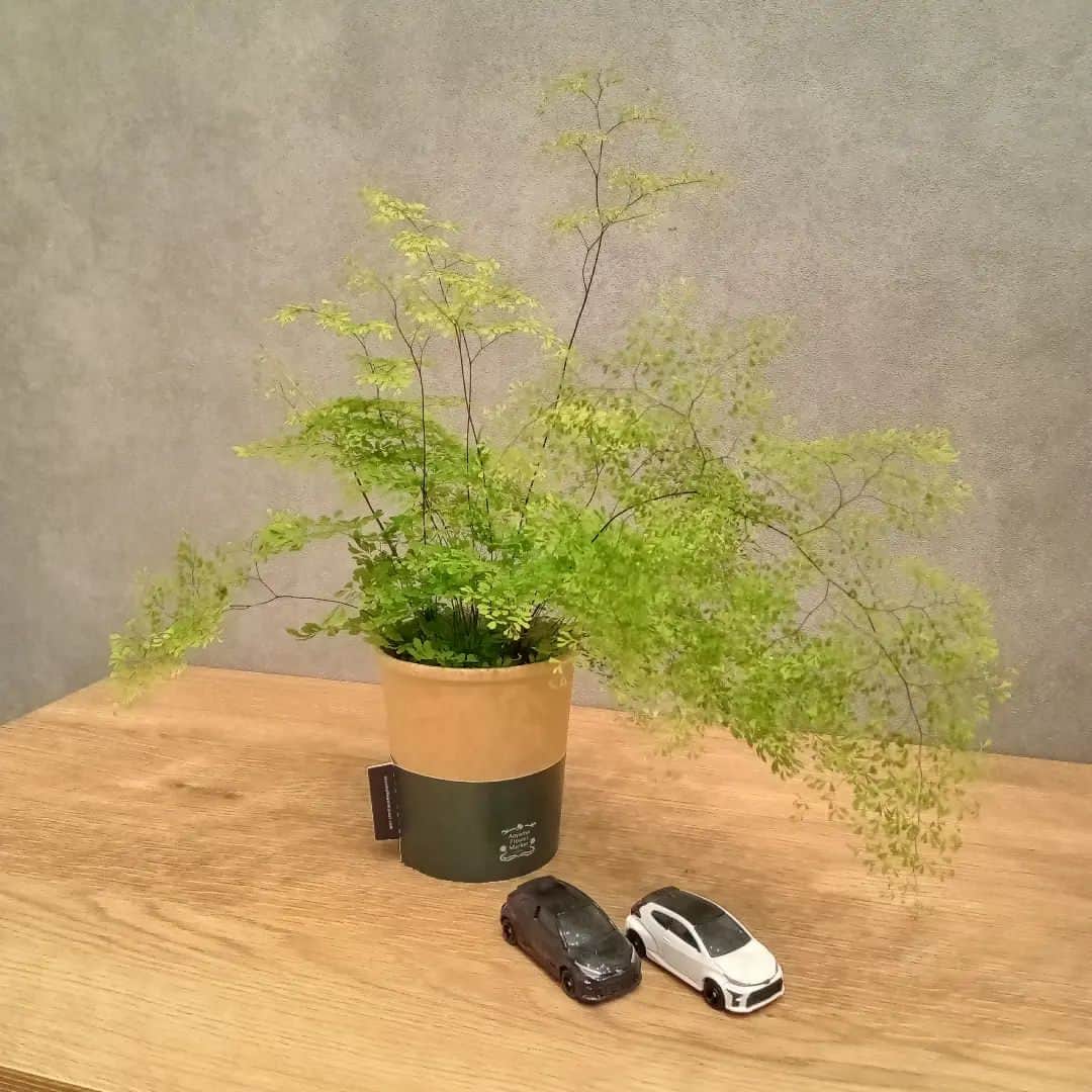 貞平麻衣子のインスタグラム：「今日かわいいこ見つけた🌿🌿 フワフワ風に揺れるの眺めてると 新緑の中に居るみたいで 何とも、きもちいい💚」
