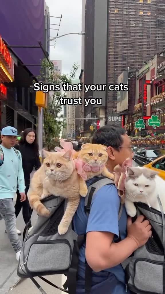 Cute Pets Dogs Catsのインスタグラム