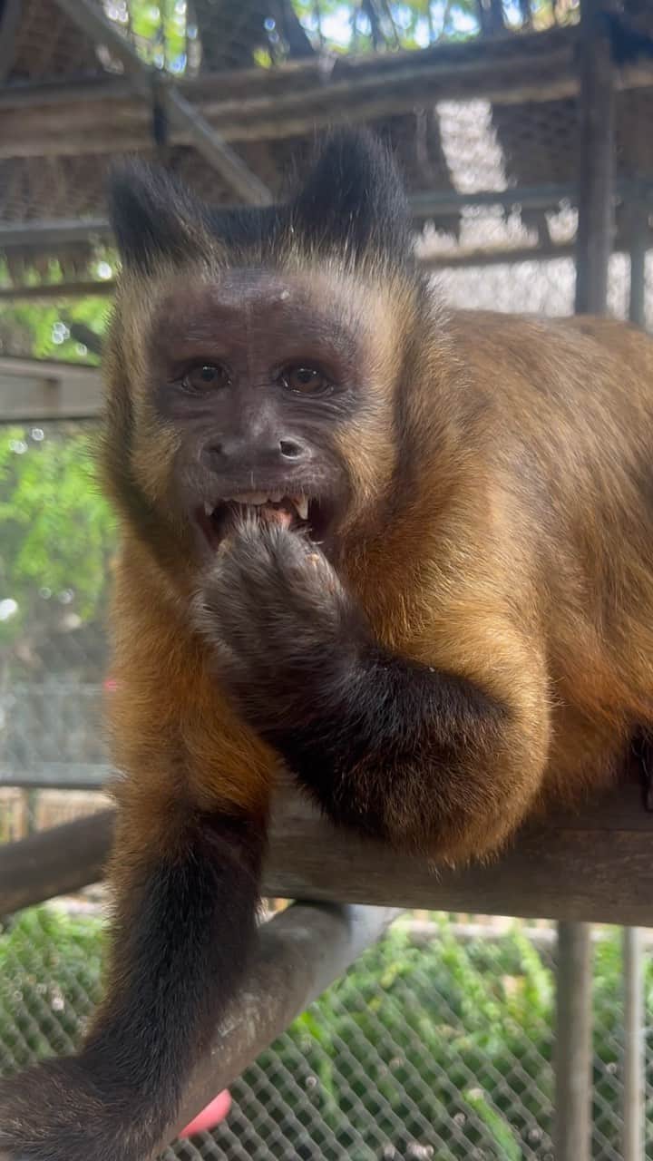 Zoological Wildlife Foundationのインスタグラム：「Didi one of our Brazilian tufted capuchins enjoying a little mixed nuts 🥜 snack.   Did you know capuchin monkeys are omnivorous and can pretty much eat just about anything a human can eat. They require a healthy balance of fruits, veggies, AND protein!  Join us by booking your tour 📞 (305) 969-3696 or visit ZWFMiami.Com.」