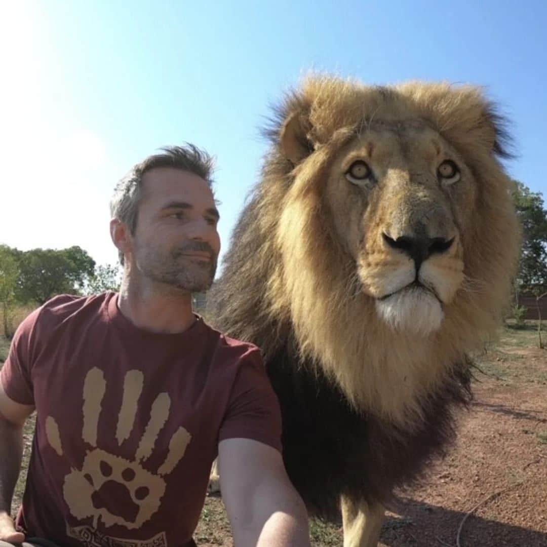 のインスタグラム：「How do we know the Paw design is one of Kevin's favourites? Well, you can pretty much spy some iteration of it in so many of our videos! Rain or shine, hot or cold, this is one design Kevin keeps at the top of the pile! If you love it as much as Kevin does, check out the collection by clicking the merchandise link in our bio. . . . #pawprint #pawsonmyheart #lionlove #lovelions #bigcatlover #support #bigcatsanctuary」