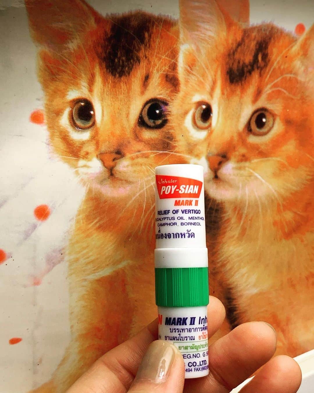 小谷実由のインスタグラム：「猫に嗅がせてるみたいになっちゃってますが、アルバムの表紙の猫の写真です🌱低気圧鼻詰まりのお供。ずっと嗅いでしまう🏵️」