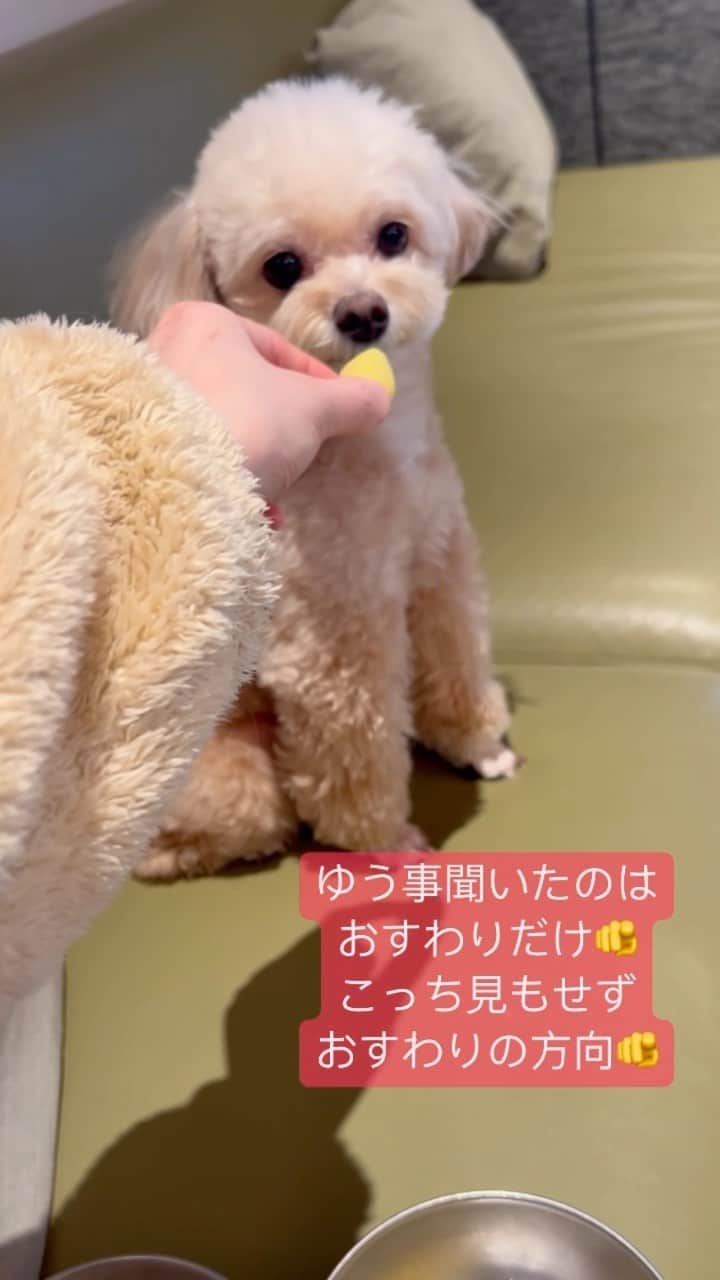 のインスタグラム：「今日は大好きなポワンの 8歳の誕生日🎂🎉💓  @powan523  . . ケーキ買うはずが予約3日前じゃないと買えず... 大好きなはずのささみとさつまいも🍠を。 . . いつもたくさんの癒しをありがとう🥰❤️ これからもずっとだーいすき❤️ . . #ポワン #チワプー #犬」