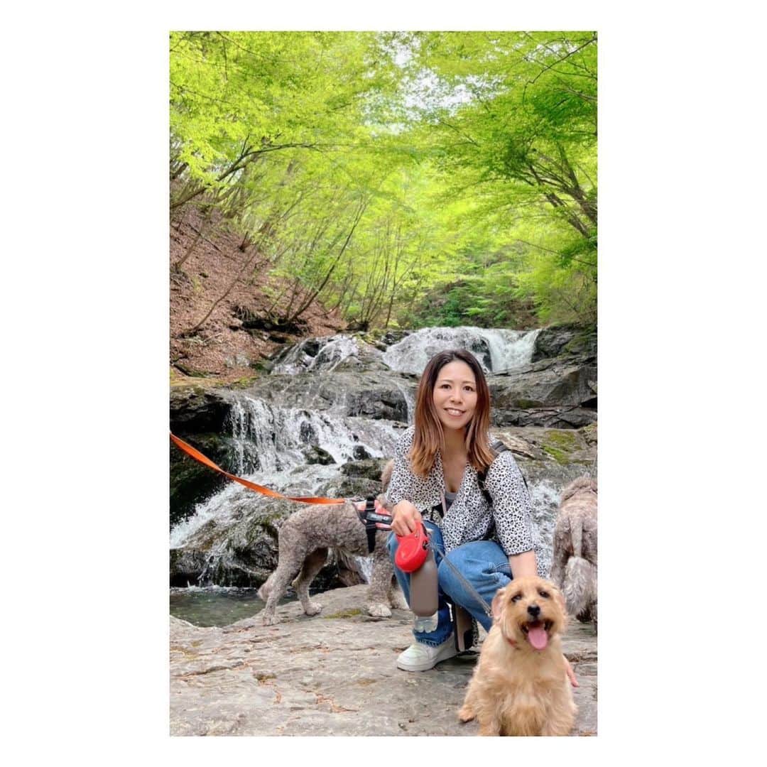 梅原玲奈のインスタグラム：「人間×8と🐶×6で軽井沢旅行🚗 ほぼ全員犬1頭連れてやるハンデだらけのパターゴルフで1位タイだった⛳️ 暑くて夏みたいだったけど晴れて最高でした。  #軽井沢旅行 #犬と旅行  #犬のいる暮らし  #ノーフォークテリア #norfolkterrier  #敏腕キャディ」