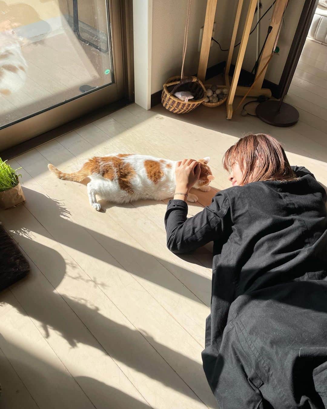 猫沢エミさんのインスタグラム写真 - (猫沢エミInstagram)「昨日の《猫メンタリー  猫も杓子も》が坂本美雨ちゃん×サバ美ちゃん @miu_sakamoto だったそうで、美雨ちゃんが私とイオのこともお話ししくれたと、たくさんの方からご連絡いただいた。  イオの手術をやめることを決意した2021年1月29日（金）は、この前日に降った雪はなんだったのか？　というくらい晴れていた（この日のことは、拙著「イオビエ」「猫と生きる」に書いています）。  美雨ちゃんはいつものごとく風のように現れて、振り向けばうちの子みたいにイオとリビングで日向ぼっこしていた。  その姿だけでよかった。  言葉や説明なんて、なんの力も持たない、それまでの人生でいちばん哀しい日、美雨ちゃんは桜の枝を一本担いで、片手にはお弁当をぶら下げてきてくれたのだ。  イオが旅立ったとき、祭壇に寄り添っていたのは、美雨ちゃんが贈ってくれた和バラだった。  それからイオは、《for IO》という美しい歌になって、今もこの世界で光輝いている。  あのときふたりで話した、愛する者を本当に愛するって、いったいどういうことなのか。  私は一生忘れないよ、美雨ちゃん。  今あらためて、心からありがとうを🤍  ※最後の写真は初出！の、イオをガッツリ吸う美雨ちゃんをこっそりベランダからスクープした写真📸😂  #イオちゃんフォーエバー  #猫沢イオ　#イオの扁平上皮ガン日記  #イオビエ　#猫と生きる　#猫パリ　#猫メンタリー　#猫も杓子も」5月23日 22時43分 - necozawaemi
