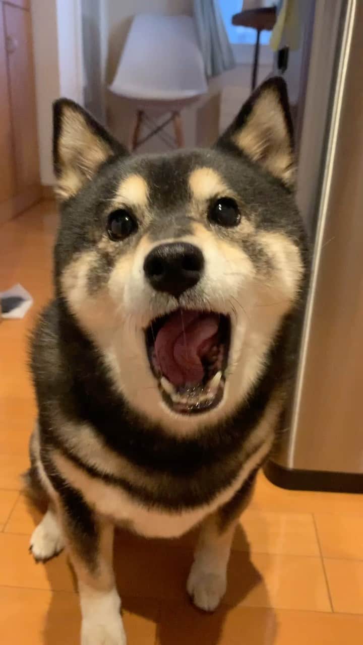 吾子のインスタグラム：「・ ・ ・ ・ ・ あこわんアムアム音お届けー🐶❤️ ・ くちゃくちゃごめんなわん🐶💦 ・ ・ ・ ・ ・ ・ ・ ・ ・ ・ ・ ・ ・ ・ ・ ・ ・ ・ ・ ・ ・ #👨これがお父さんなら最悪⤵️ #お父さんは口は閉めて食べましょう〜 #sapporo  ・ 北海道の柴犬 #柴北会 の皆ワン🐶あったかくなってきたねー ・ #adorable #instadog#shibainu#dog#柴犬ライフ #instashiba#柴犬マニア #9gag #barked #kuroshiba#socute #cutedog#いぬのきもち #黒柴 #dogstagram_japan」