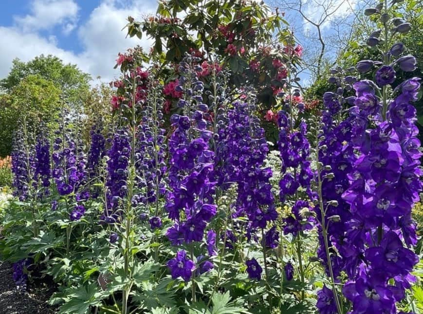 假屋崎省吾さんのインスタグラム写真 - (假屋崎省吾Instagram)「私が名誉理事に就任した、大分県竹田市のくじゅう花公園に来ました〜っ😻  ネモフィラやアメリカンハナミズキなど、園内の花が超満開で、もう夢の国のように、花々が咲き乱れてま〜す🌸🌼🌹  ９種類をパッチワークのように植えたエリアは今、いちばん美しいですよ〜っ💕  #假屋崎省吾 #カーリー #大分県 #くじゅう花公園 #ネモフィラ #満開 #花 #公園」5月23日 23時31分 - shogo_kariyazaki_official