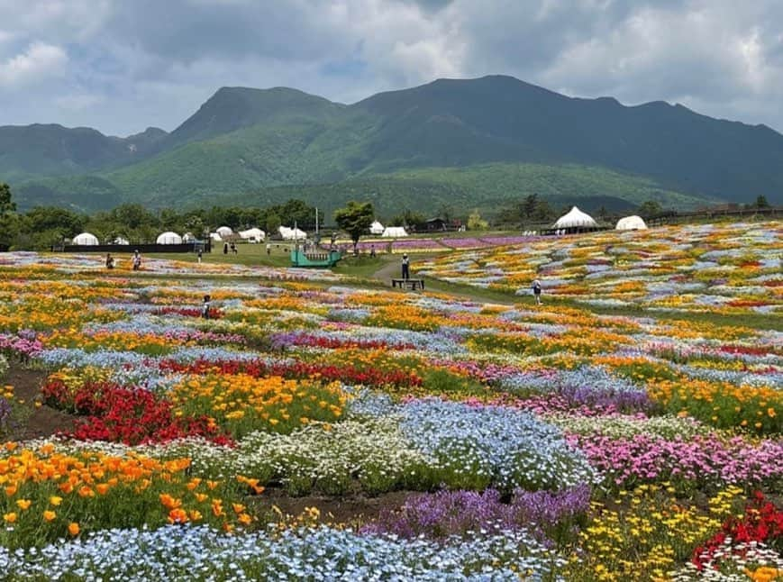 假屋崎省吾さんのインスタグラム写真 - (假屋崎省吾Instagram)「私が名誉理事に就任した、大分県竹田市のくじゅう花公園に来ました〜っ😻  ネモフィラやアメリカンハナミズキなど、園内の花が超満開で、もう夢の国のように、花々が咲き乱れてま〜す🌸🌼🌹  ９種類をパッチワークのように植えたエリアは今、いちばん美しいですよ〜っ💕  #假屋崎省吾 #カーリー #大分県 #くじゅう花公園 #ネモフィラ #満開 #花 #公園」5月23日 23時31分 - shogo_kariyazaki_official