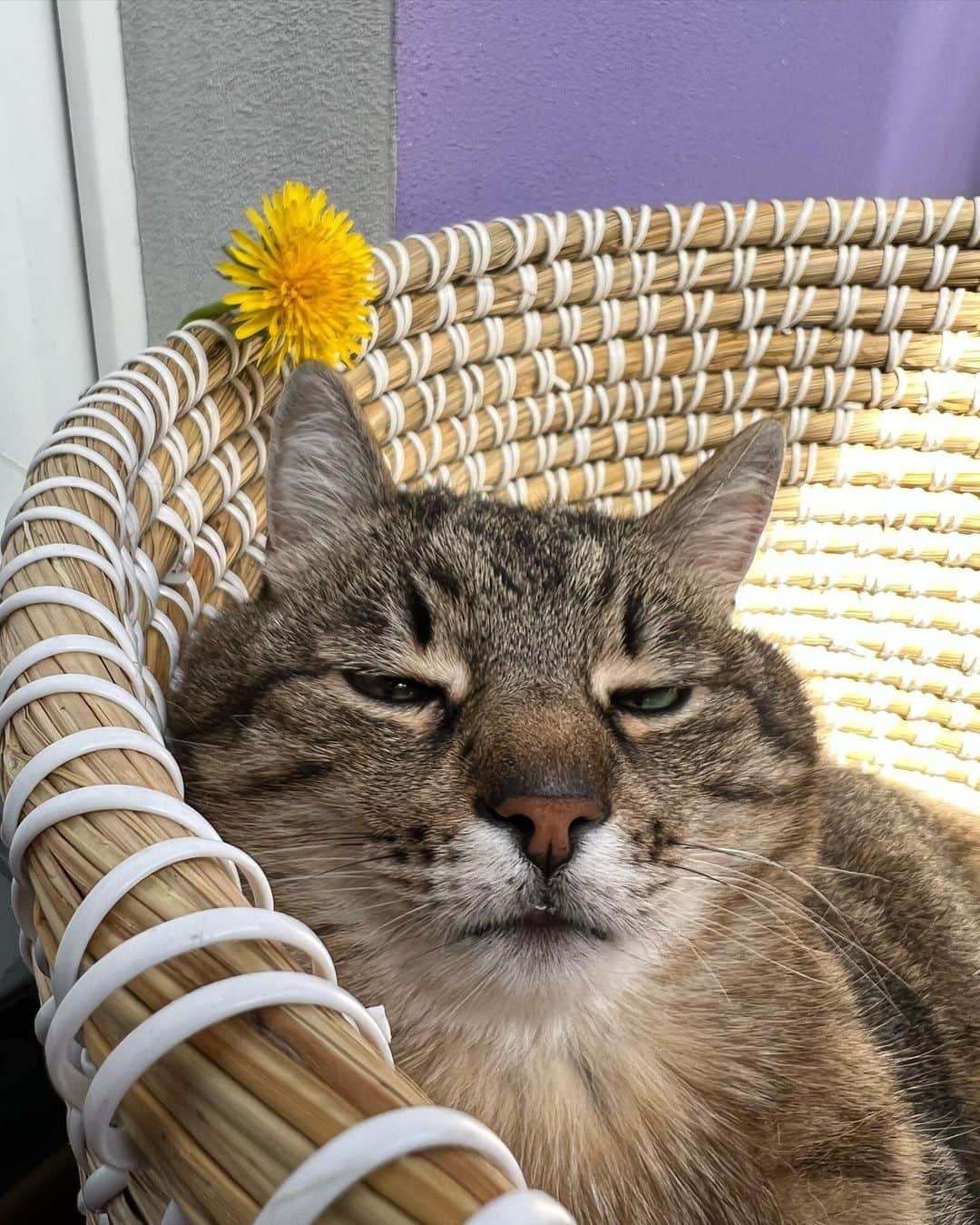 のインスタグラム：「I'm silently judging you ...  @loveyoustepan   #meowed #cutecat #cat #loveyoustepan #judgingcat」