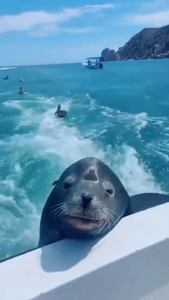 Baby Animalsのインスタグラム：「Just hitching a ride! 😄  🎥 credit: @powerboat.training   #oceanlife #oceanlover #ocean #sealife #sealovers #sealover #seal #cuteanimals #adorableanimals」