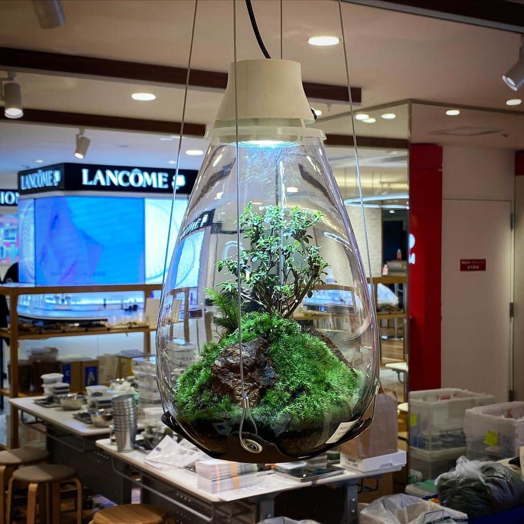 Mosslight-LEDのグルメインスタ