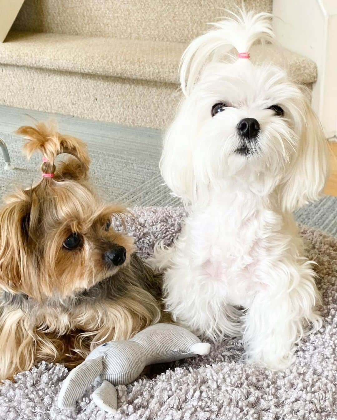 Kodie Bearさんのインスタグラム写真 - (Kodie BearInstagram)「Hi Everyone! These were taken last Sunday😉! Both Kodie and Somie are doing well. Kodie bossing around the house and demanding as usual! Somie is still super hyperactive😂! It’s hard for mommy to take photos of Kodie since he cannot hear anymore but still the cutest and the sweetest puppy ever❤️」5月24日 11時25分 - kodietheyorkie