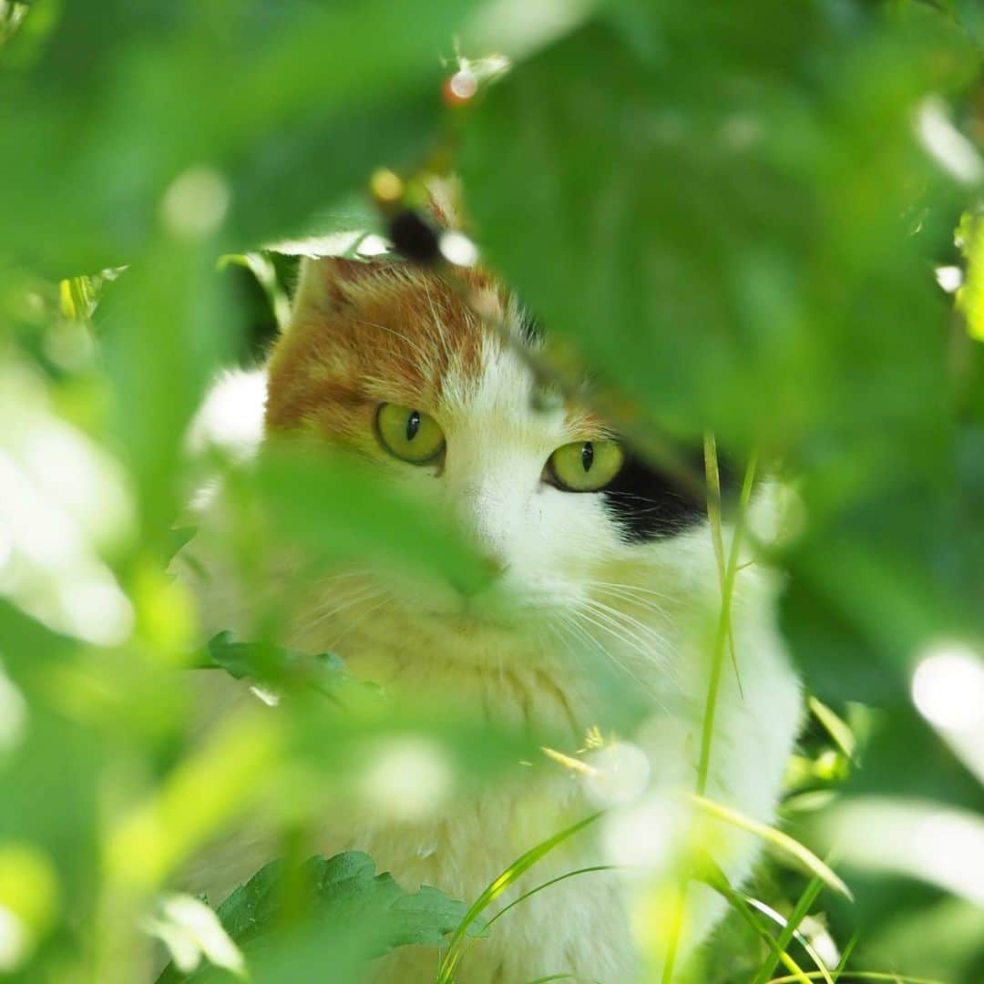 NEKOくらぶさんのインスタグラム写真 - (NEKOくらぶInstagram)「|| 葉蔭から見てた^_^ @pontakochi さんの作品ですにゃ（＝ΦωΦ＝） * いいね！＆コメント大歓迎！！ * #nekoclub #NEKOくらぶ #Japan #Photo #写真 #日本 #cat #ネコ #ねこ #猫  Follow: @nekoclub_jpn * ▼【廣済堂出版共同企画】NEKOくらぶの皆さまとつくる「NEKOくらぶ写真集」、発売中♪（＝ΦωΦ＝） ※詳細は本アカウント「 @nekoclub_jpn 」のプロフィールに固定しているハイライトから * ※当アカウントでシェアさせていただいた作品は、東京カメラ部YouTubeアカウントでも投稿者様のお名前入りでご紹介させていただく場合があります。これらの使用に関して原則通知は行いませんので、予めご了承ください。 ※各種法令、マナー、関係者の指示に従った撮影をお願いします。 *Please ensure that your photography adheres to all relevant laws, etiquette, and instructions issued by authorized persons. ※本アカウントは東京カメラ部がFacebook、Instagramのサービスを利用して運営しているもので、Meta社・Instagramとは一切関係ありません。」5月24日 10時00分 - nekoclub_jpn