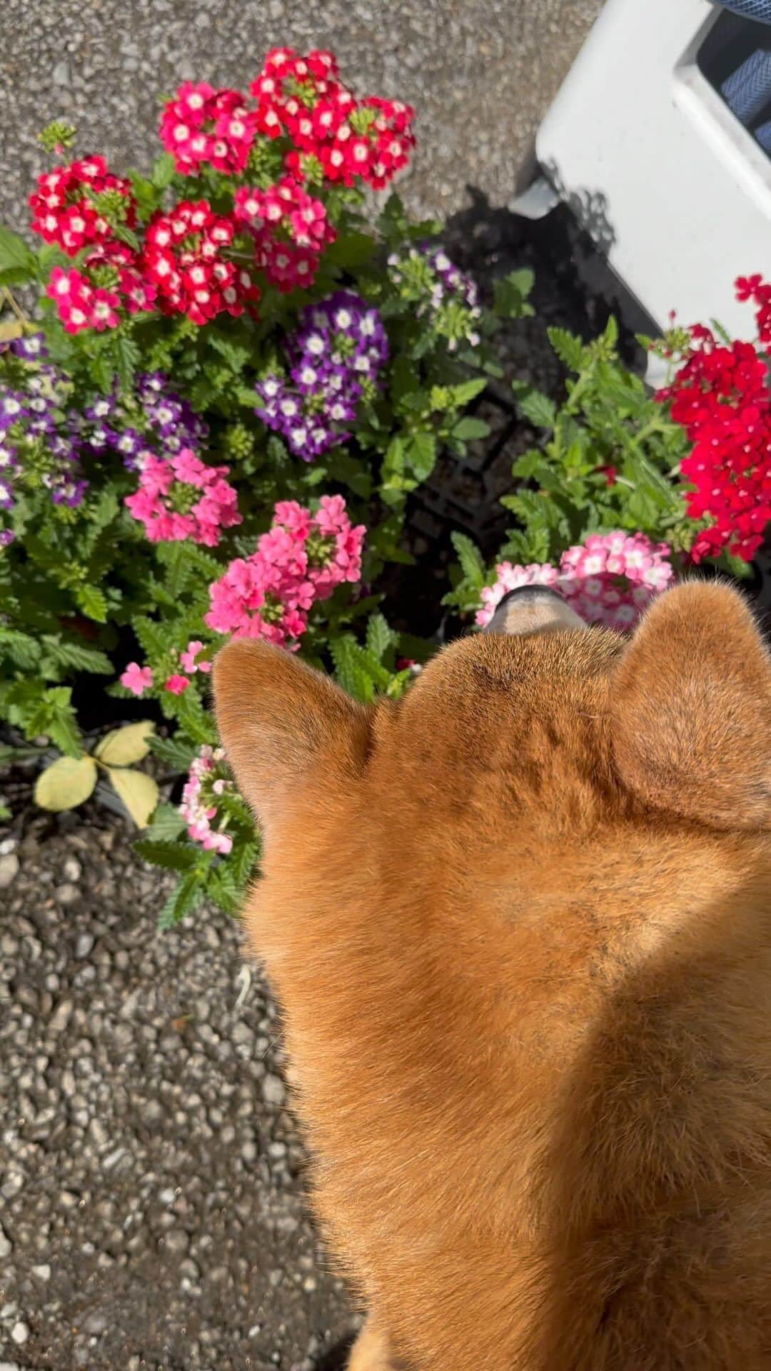 まる（まるたろう）のインスタグラム：「これから植えるお花かな〜 #まるもお手伝いしたい #ちっこくて可愛いな #まるお花博士になりたいの」