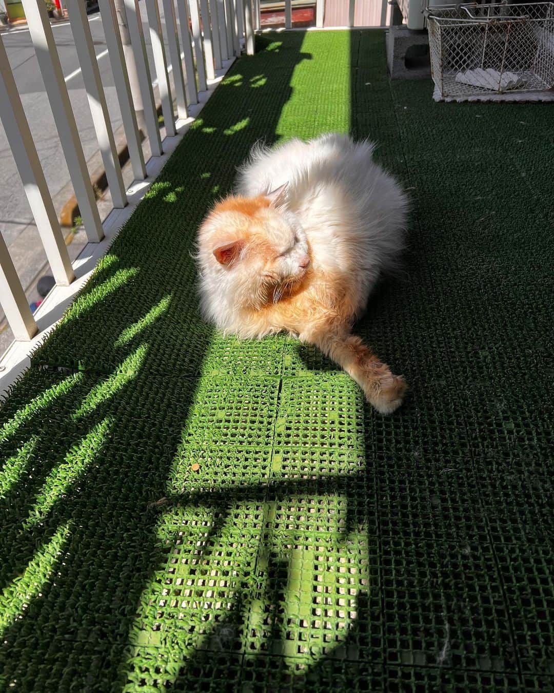 Kachimo Yoshimatsuのインスタグラム：「川口市は、良い天気です。 気持ちいいねえ。  #うちの猫ら #okaki #猫 #ねこ #ニャンスタグラム #にゃんすたぐらむ #ねこのきもち #cat #ネコ #catstagram #ネコ部 http://kachimo.exblog.jp」