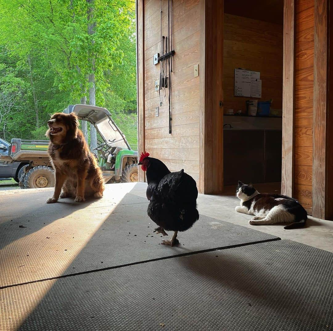 アマンダ・サイフリッドさんのインスタグラム写真 - (アマンダ・サイフリッドInstagram)「musketeers」5月24日 10時06分 - mingey