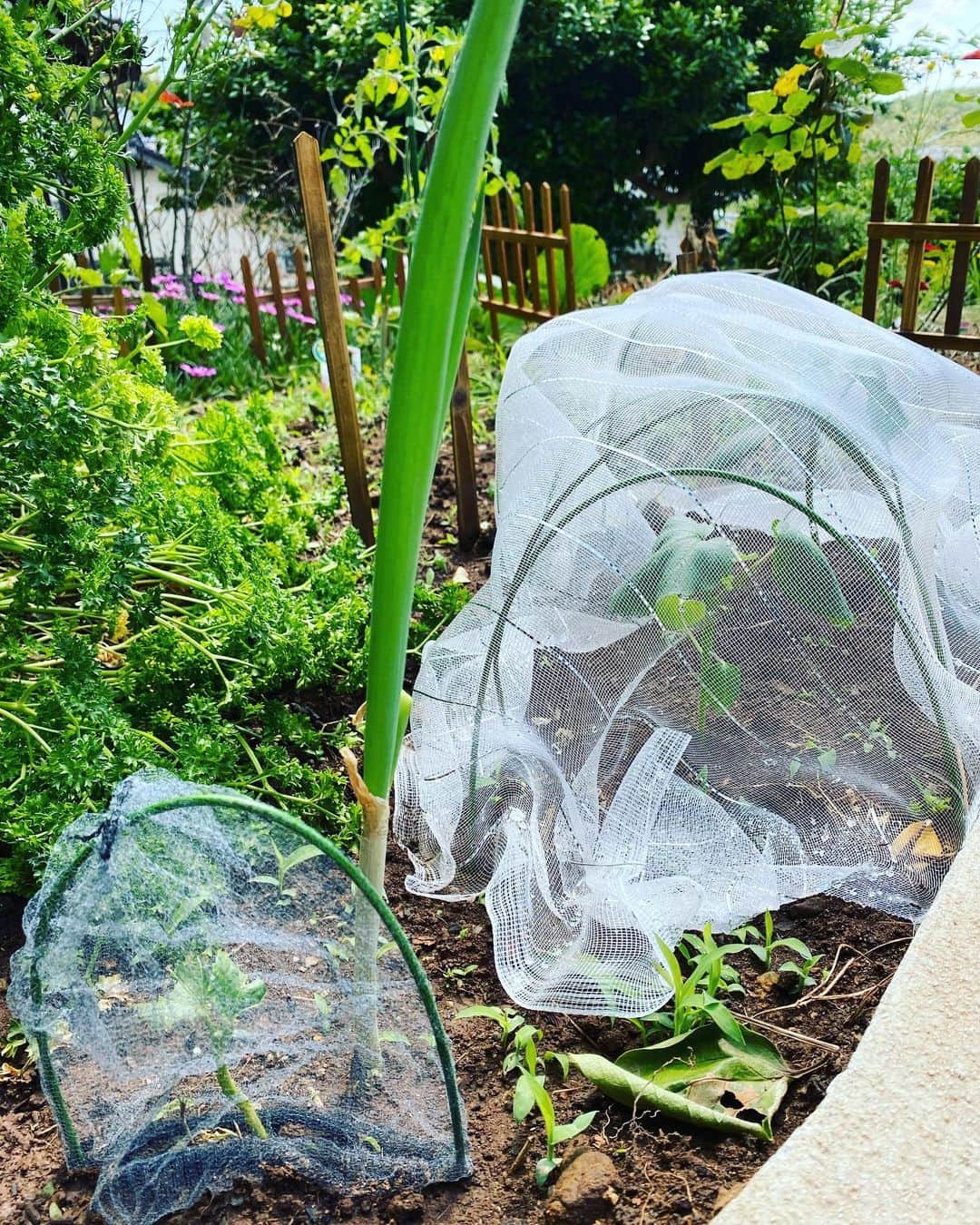 野本かりあのインスタグラム：「オクラが夜中に虫に喰われる。 なので、防虫グッズを全部100均で買った。100均すげい。 今のところ、新たに虫に喰われてない。 頑張れ、オクラ❣️ #家庭菜園 #それにしてもネギはスクスク」