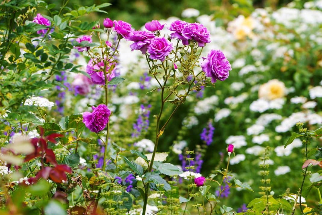 プンクマさんのインスタグラム写真 - (プンクマInstagram)「薔薇に睡蓮。そしてこれから始まる紫陽花のシーズン。 これから一層華やかになるドリプレローズガーデンです。 #ドリプレローズカーデン #薔薇の森 #英国風庭園 #アンティークショップ #薔薇園」5月24日 10時32分 - pnkm913