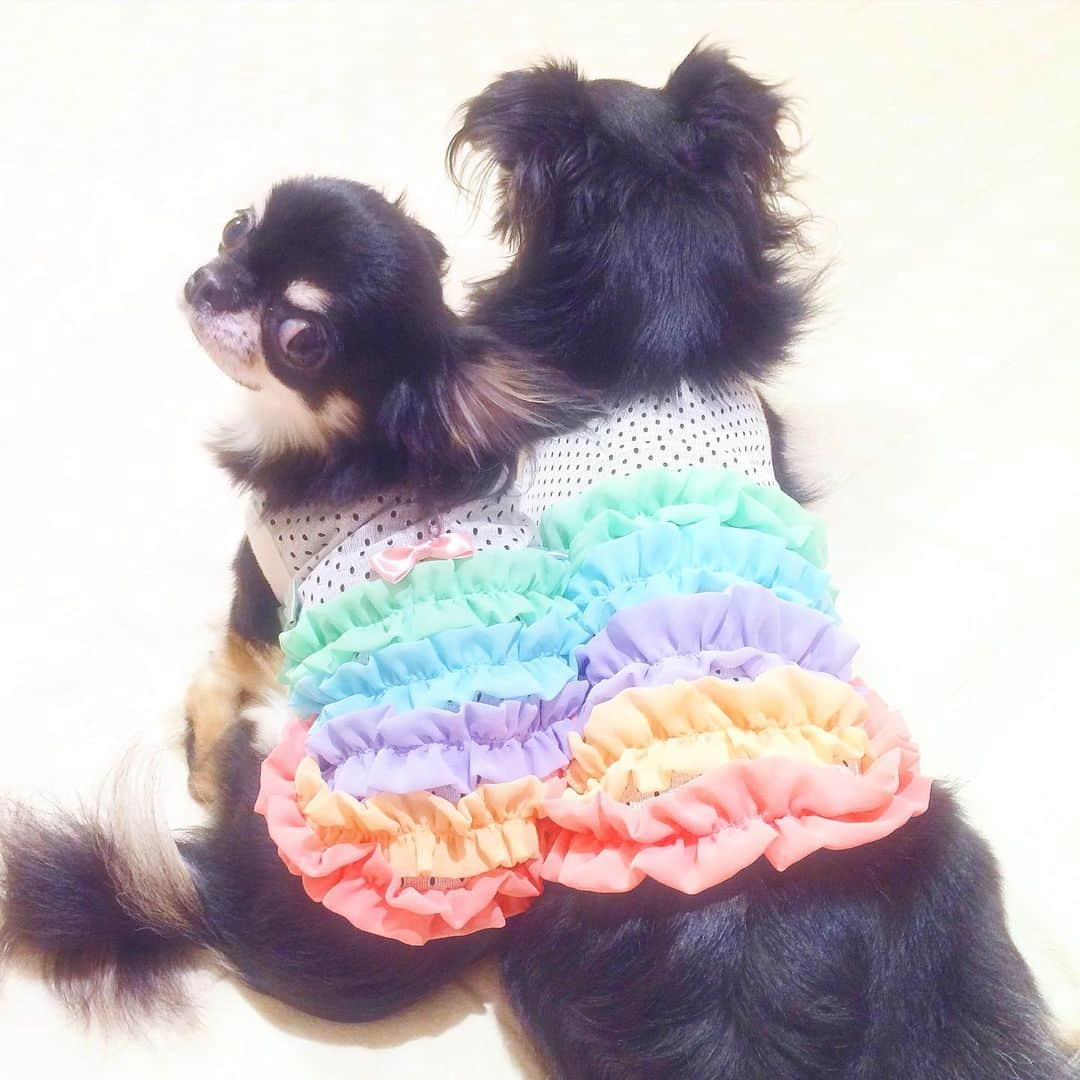 kayoのインスタグラム：「* * * 虹の橋のたもとに めろちゃんが迎えに来てくれたかな？ * * melon♡lemon * * * #虹の橋 #チワワ #chihuahua * * *」