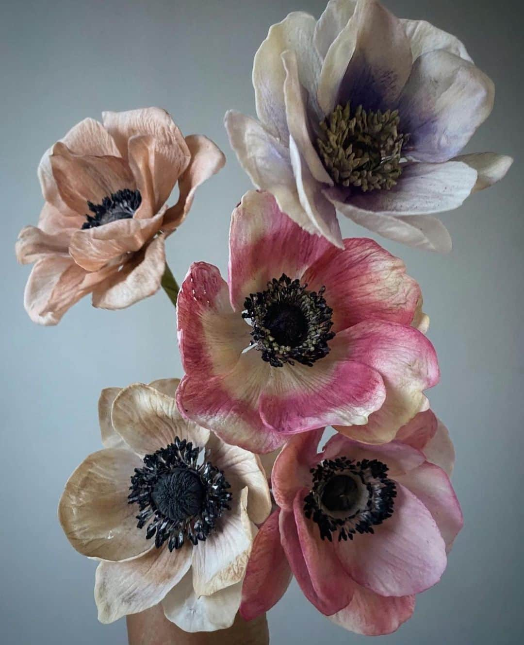 アダムのインスタグラム：「Sugar Anemones by my dear friend @cakeatelieramsterdam」