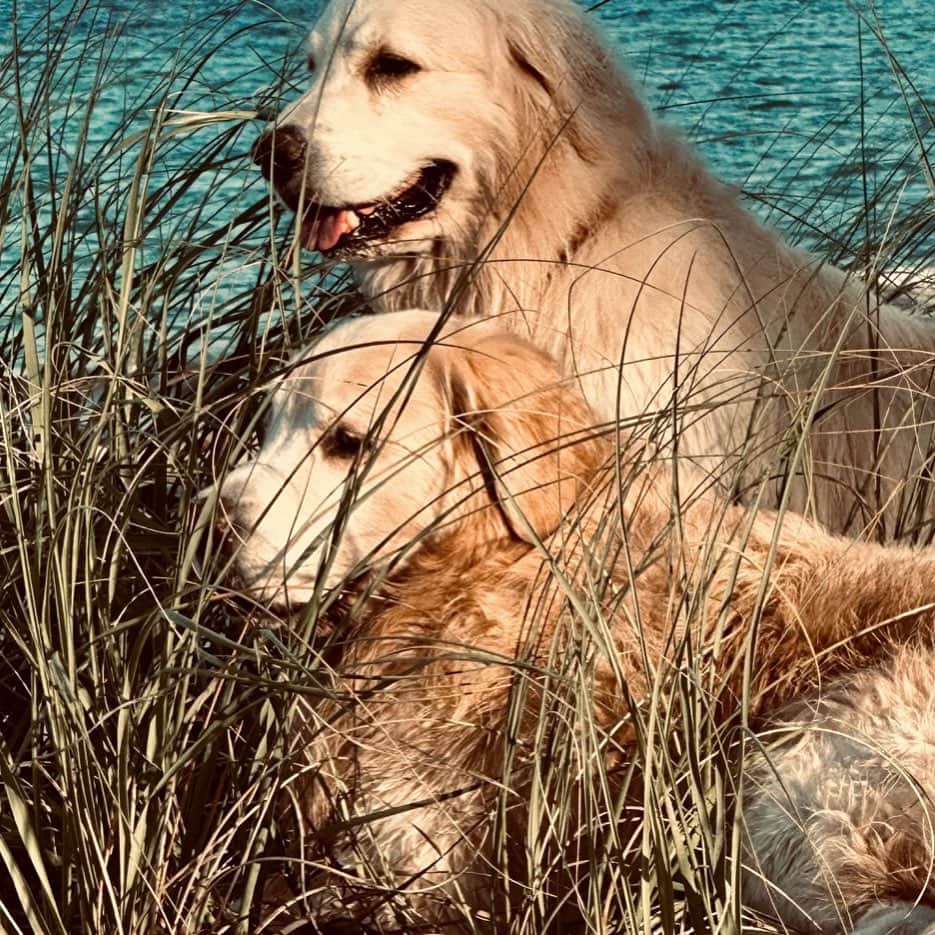 ブルース・ウェーバーのインスタグラム：「Just before heading north-getting ready for their summer in Montauk.」