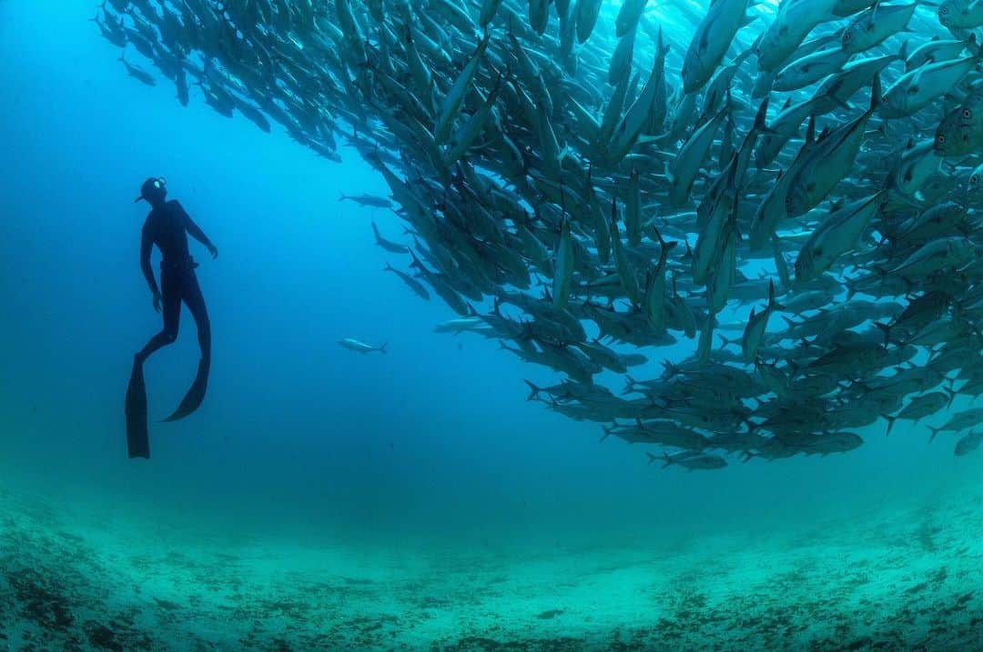 Thomas Peschakのインスタグラム：「My assistant @animal_ocean free dives beneath the largest school of fish I have ever encountered. This mass of Bigeye trevally is resident in  Baja California's Cabo Pulmo marine reserve.  These fish earn more tourism dollars as a living attraction for scuba divers than they would on a fish market slab or on someones barbecue. Shot on assignment for @natgeo magazine #nikonambassador @nikoneurope」