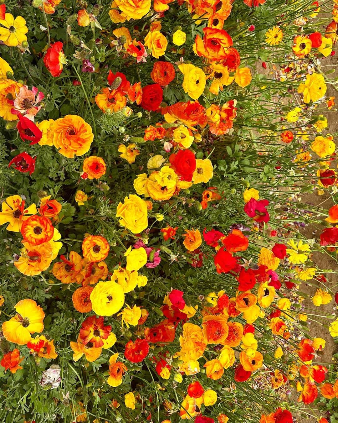 Sydney A Malerさんのインスタグラム写真 - (Sydney A MalerInstagram)「Flower fields 🌱」5月24日 5時13分 - sydneyamaler