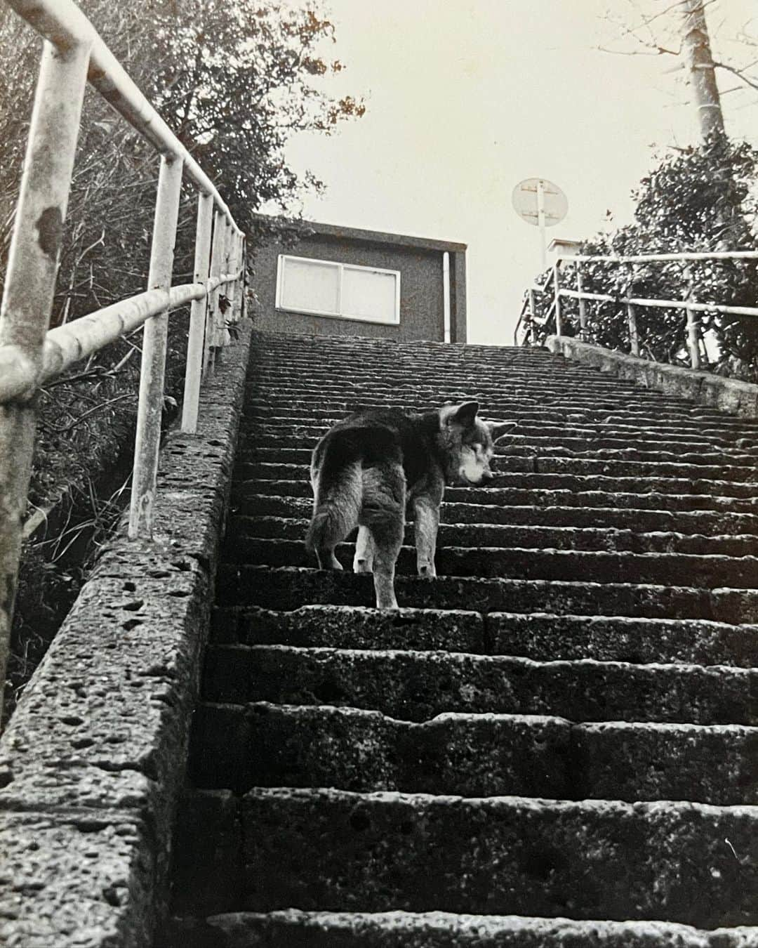 内澤旬子さんのインスタグラム写真 - (内澤旬子Instagram)「10歳から飼っていた黒柴犬のオグの写真が出て来ました。散歩は近所の山に連れていって走らせたり、至福の時間でした。また会いたいなあ。」5月24日 11時32分 - riprigandpanic