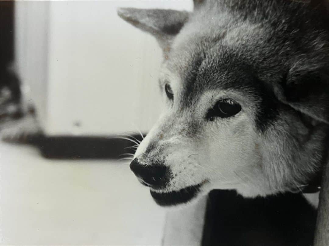 内澤旬子さんのインスタグラム写真 - (内澤旬子Instagram)「10歳から飼っていた黒柴犬のオグの写真が出て来ました。散歩は近所の山に連れていって走らせたり、至福の時間でした。また会いたいなあ。」5月24日 11時32分 - riprigandpanic