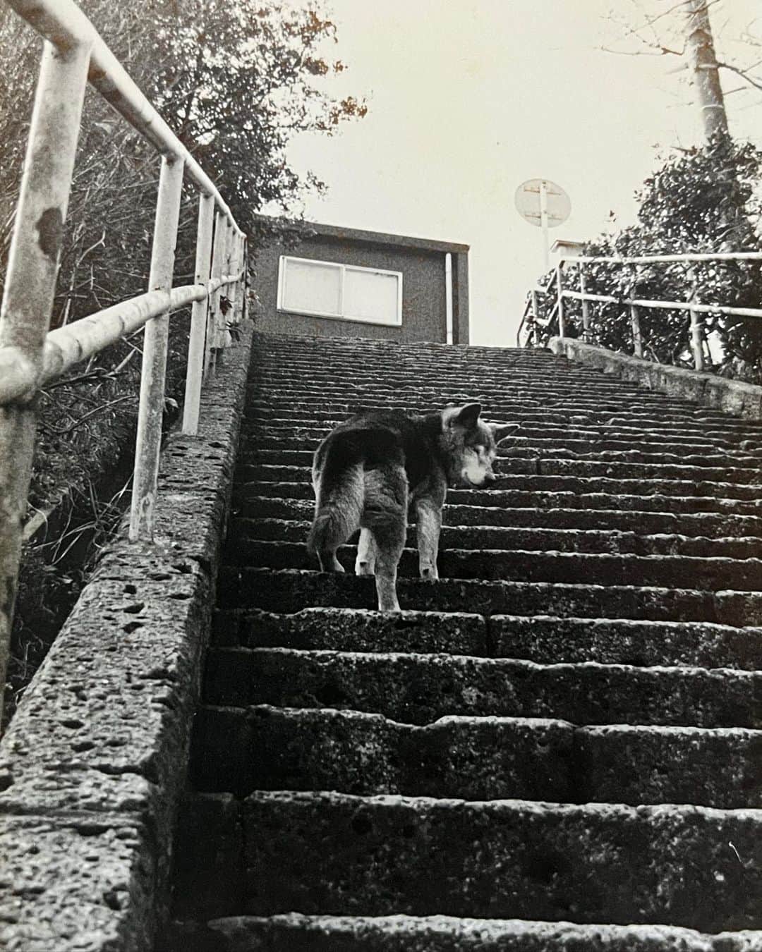内澤旬子のインスタグラム：「10歳から飼っていた黒柴犬のオグの写真が出て来ました。散歩は近所の山に連れていって走らせたり、至福の時間でした。また会いたいなあ。」