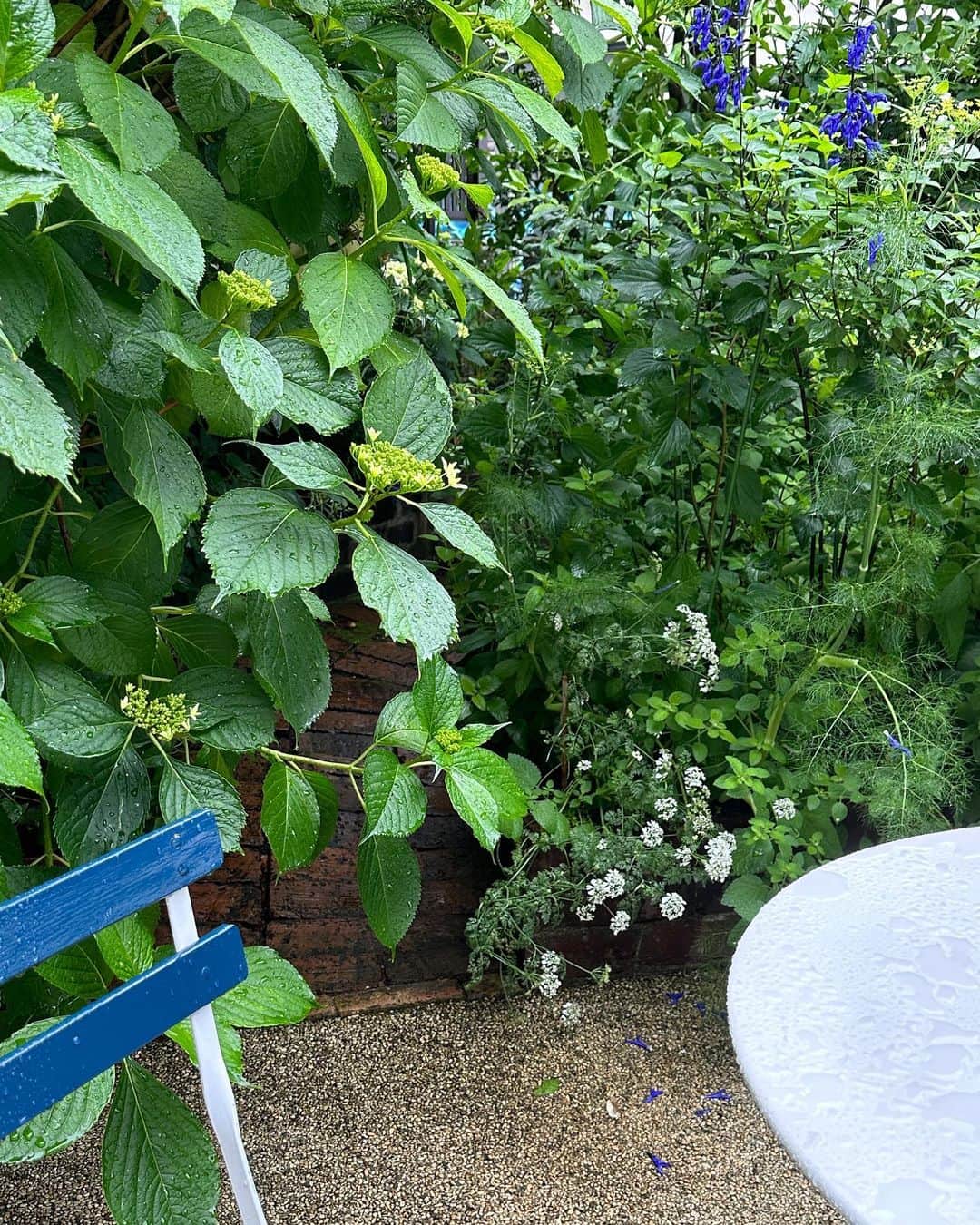 栗原はるみさんのインスタグラム写真 - (栗原はるみInstagram)「みなさんおはようございます。 今朝はきれいな青空嬉しいですね〜。 昨日の雨の庭です。植物のグリーン、テーブルのホワイト、セージの花と椅子のブルーのコントラストがきれい！　地面にもセージのブルーとレースフラワーの白の花びらが落ちていたので思わず！みなさん2枚目の写真をちょっとだけ拡げてみてください。 今日の撮影のおやつはブルーベリーマフィンです。このケーキを作り始めてからもう50年近くも経つ懐かしいケーキ。私の人生で大切な物の一つです。 先日ロケに畑に伺った時採らせていただいたにんにくがだいぶ乾いたので皮を剥いてスライスしました。2、3日干してからニンニクチップを作ろうと思います。 私は今日は撮影が終わったらロケハンのため鎌倉へ出かけます。明日楽しい場所が見つかったらご紹介しますね〜。 みなさん！いつも優しいメッセージを書いて下さりありがとうございます。私の心の支えになっています。みなさん今日も楽しい一日を過ごしてね〜。 #栗原はるみ  #kuriharaharumi  玲児さんにブルーベリーマフィンと美味しいレモンティを。」5月24日 6時59分 - harumi_gram