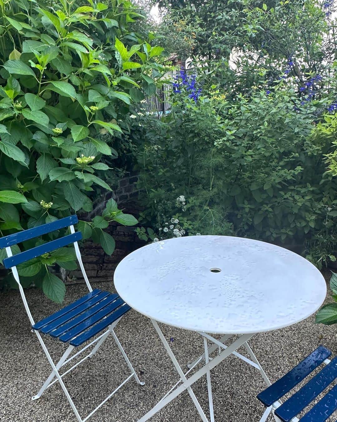 栗原はるみさんのインスタグラム写真 - (栗原はるみInstagram)「みなさんおはようございます。 今朝はきれいな青空嬉しいですね〜。 昨日の雨の庭です。植物のグリーン、テーブルのホワイト、セージの花と椅子のブルーのコントラストがきれい！　地面にもセージのブルーとレースフラワーの白の花びらが落ちていたので思わず！みなさん2枚目の写真をちょっとだけ拡げてみてください。 今日の撮影のおやつはブルーベリーマフィンです。このケーキを作り始めてからもう50年近くも経つ懐かしいケーキ。私の人生で大切な物の一つです。 先日ロケに畑に伺った時採らせていただいたにんにくがだいぶ乾いたので皮を剥いてスライスしました。2、3日干してからニンニクチップを作ろうと思います。 私は今日は撮影が終わったらロケハンのため鎌倉へ出かけます。明日楽しい場所が見つかったらご紹介しますね〜。 みなさん！いつも優しいメッセージを書いて下さりありがとうございます。私の心の支えになっています。みなさん今日も楽しい一日を過ごしてね〜。 #栗原はるみ  #kuriharaharumi  玲児さんにブルーベリーマフィンと美味しいレモンティを。」5月24日 6時59分 - harumi_gram