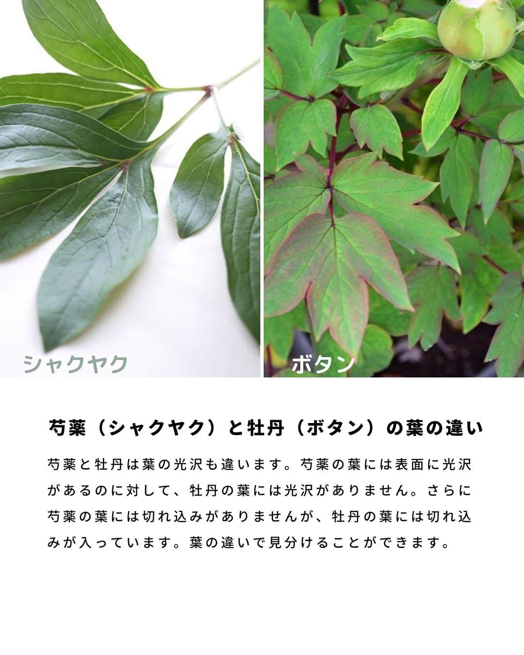 LOVEGREEN -植物と暮らしを豊かに。さんのインスタグラム写真 - (LOVEGREEN -植物と暮らしを豊かに。Instagram)「「立てば芍薬、座れば牡丹、歩く姿は百合の花」という慣用句があるように、優美な女性の例えにも使われる芍薬（シャクヤク）。その美しさから、古来より多くの人に愛されてきた花の一つです  美しい大輪の花を咲かせますが、お花だけを見るとボタンととても良く似ていますよね。  実は開花時期や葉の形を見れば、見分けがつくんです。  #芍薬　#シャクヤク　#牡丹　#ボタン　#庭木　#庭木のある暮らし　#植物のある暮らし」5月24日 7時00分 - lovegreen_official