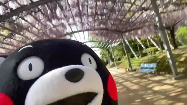 くまモン隊【official】のインスタグラム：「.  — くまモンが"自撮り棒"で — 🍀🙌熊本の観光スポットを紹介します🙌☘️  みなさんは熊本県玉名市にある 【山田の藤】を知ってますか🤔？？  山田日吉神社の境内にある藤で、 見上げると一面、藤の花❕✨  来年の見頃に、 ぜひ足を運んでみてはいかがでしょうか✨✨  🟪🟣🟪🟣🟪🟣🟪🟣🟪🟣🟪 🍃　　🍃🍃　　　　　🍃　🍃🍃  #くまモン #自撮り棒 #上手✨ #kumamon #熊本  #玉名 #山田日吉神社 #藤の花 #山田の藤 #藤棚 #見頃は4月中旬〜下旬👀✨ #熊本県指定天然記念物🈯️✨ #推定樹齢200年」