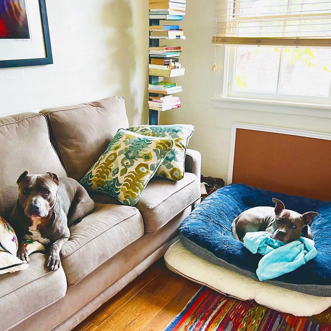 レイン・ウィルソンのインスタグラム：「Diamond and Poe. #PitBullLife」