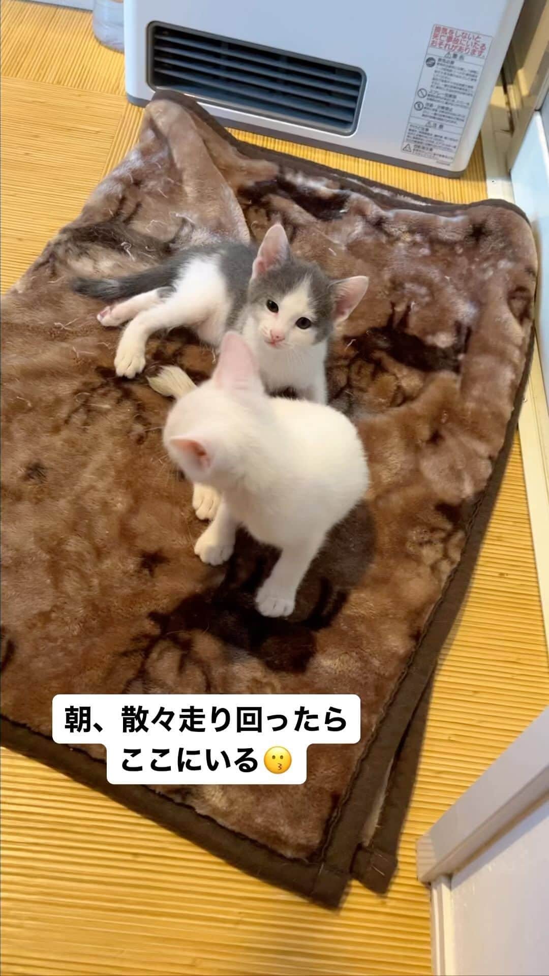 nozomiorideのインスタグラム：「ただいま600g台 スイッチのオンオフが面白い📴姉妹です👭  #子猫の離乳食  #ミルクボランティア #保護猫 #グレシロ #白猫 #乳飲み子 #子猫  #子猫動画 #猫好きさんと繋がりたい  #猫のいる暮らし」