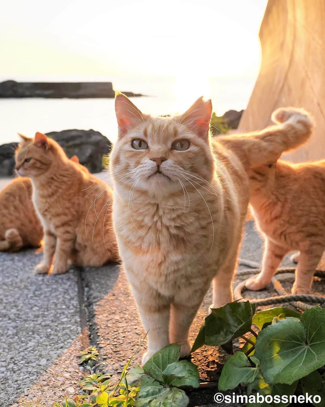 simabossnekoさんのインスタグラム写真 - (simabossnekoInstagram)「・ おはようにゃ☀ Good morning❣️  3枚目の投稿は動画です。 The 3th post is a video. Swipeしてね←←🐾  〜お知らせ〜 minneとメルカリでは『日本の島のごきげんな猫』『キス猫 』『島にゃんこ』のサイン本のセットも販売中です。　  他にも島ねこ日めくりカレンダー2とのセットも❣️ 写真集、カレンダー共に可愛い瞬間がいっぱいです。こちらもぜひ〜🐾  ★minneへは @simabossneko または @p_nyanco22 の プロフィールリンクよりご覧いただけます。  ★メルカリShopsへは、アプリ立ち上げ後「simabossneko's shop」で検索してください。 ・ ・ 【Notice】 At minne shop, we are also selling a set of autographed books of "Nihon no shima no gokigenna neko", "Kiss and Cuddle Cats" and "Island Cats".  ◆Special!  Author ”simabossneko” an  autographed book.  Available now at minne simabossneko's shop Shop URL→ https://minne.com/＠simabossneko  You can jump “minne simabossneko's shop“ directly from the link in @simabossneko or @p_nyanco22 profile. ・ ・ #しまねこ #島猫 #ねこ #にゃんすたぐらむ #猫写真 #cats_of_world #catloversclub #pleasantcats #catstagram #meowed #ig_japan #lumixg9」5月24日 8時45分 - simabossneko