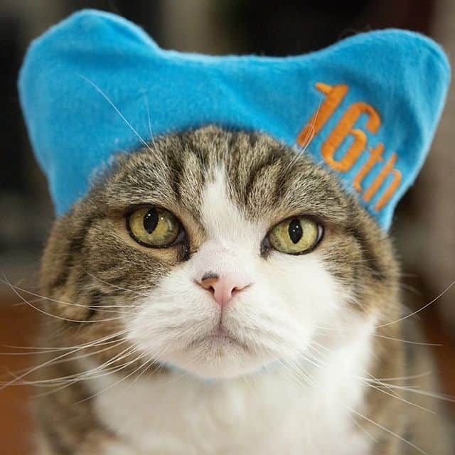 のインスタグラム：「今日はまるさんのお誕生日。 16才になりました！ It is Maru 's birthday today. 16 years old!  #まるさん #猫 #誕生日 #Maru #cats #birthday」