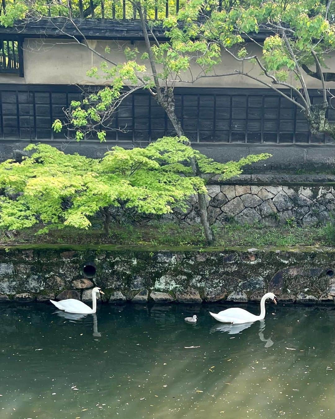 黒田知永子さんのインスタグラム写真 - (黒田知永子Instagram)「. 旅の続き☺︎  倉敷で1泊。 新緑が美しく美観地区はやはりとても素敵でした。倉敷川の白鳥が子供連れで、あまりの可愛さに大喜び🐣  香川に渡って、うどん→金刀比羅神社→うどん🤗  金刀比羅神社はお天気だったので汗だく💦で785？段の階段を登りました。でも緑の中を吹く風は少し冷んやりしてとても気持ち良かった💚 資生堂パーラーがあったので（金刀比羅神社の中にあったの！迷わず入って休憩）パフェを食べて生きかえりました☺️  今、足が筋肉痛です。弱っちい私😓  うどんも美味しかったし（もっと食べたかったけど）、美術館も素晴らしかったし、色々楽しくて満足しました🩵 そして今回は直島だけでしたが、他の島にも行ってみたいな〜 またの機会に❗️  blouse… @prada   #倉敷美観地区  #金刀比羅神社 #なかむらうどん  #さか枝うどん本店  #黒田知永子 #chiekokuroda」5月24日 9時36分 - kuroda_chieko