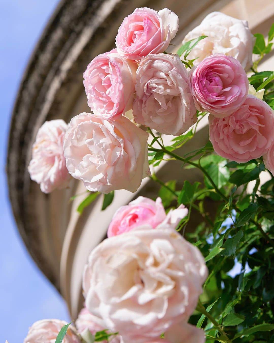 早川実季さんのインスタグラム写真 - (早川実季Instagram)「大好きなローズガーデンへ🕊️🥀 この時期の薔薇は本当に綺麗で、いい香りで気持ちよくて幸せ♡  #herlipto #ローズガーデン #薔薇園  #バラ #hlt5th」5月24日 19時11分 - hayakawa_miki