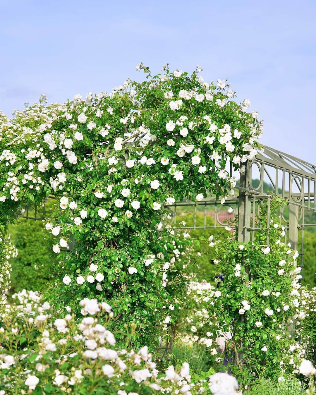 早川実季さんのインスタグラム写真 - (早川実季Instagram)「大好きなローズガーデンへ🕊️🥀 この時期の薔薇は本当に綺麗で、いい香りで気持ちよくて幸せ♡  #herlipto #ローズガーデン #薔薇園  #バラ #hlt5th」5月24日 19時11分 - hayakawa_miki