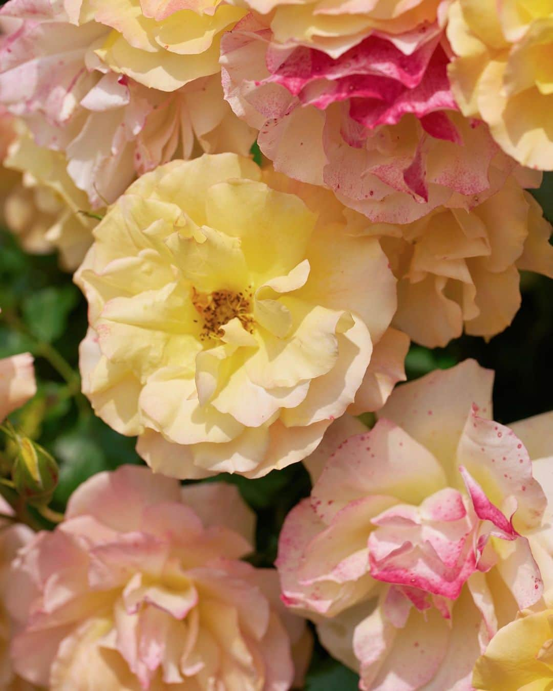 早川実季さんのインスタグラム写真 - (早川実季Instagram)「大好きなローズガーデンへ🕊️🥀 この時期の薔薇は本当に綺麗で、いい香りで気持ちよくて幸せ♡  #herlipto #ローズガーデン #薔薇園  #バラ #hlt5th」5月24日 19時11分 - hayakawa_miki