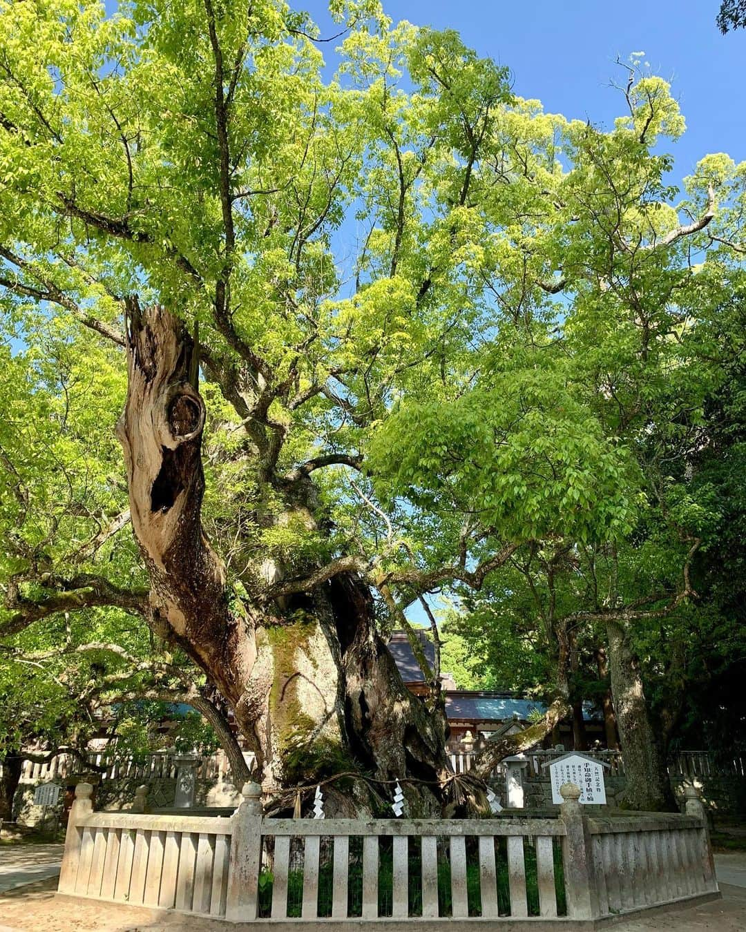 aya*** のインスタグラム：「⁡ 2023.5.24 Wednesday ⁡ 先週末のしまなみ旅記録。 ⁡ もうかれこれ20数年のお付き合いがある友達ら3人で お楽しみ会を月1ペースで開催中なんやけど、 今月はしまなみ海道へ🚗 ⁡ 写真の順番バラバラですが笑、 (御神木の写真をトップにしたかっただけ笑) まずは行ってみたかった #BistroPaysan へ(4,5枚目)。 穏やか〜な海を眺めながらの美味しいランチ、 あっという間に満席になるのも納得のお店でした◎ ⁡ ランチのあとは、#よしうみバラ公園 で 優雅なバラを満喫し(6,7枚目)、大島から生口島へ移動して #耕三寺 と#未来心の丘 へ(8枚目)。 ⁡ そして大三島まで戻って、 パワースポットの#大山祇神社 へ(1~3枚目)。 御神木は樹齢2600年。 ここに来ると心が洗われる✨ ⁡ 最後は#木犀 さん(9,10枚目)。 ここは好きなモノがありすぎて定期的に通いたい笑 ⁡ 誰が晴れ女か、えぇお天気を通り越して めっちゃ暑かったけど、 大笑いしながらの旅は非常〜に楽しかった😂 (ゆみちゃん運転ありがとうね) ⁡ ⁡ #しまなみ海道#しまなみ#日帰り旅行#女子会#旅好きな人と繋がりたい #愛媛 #旅#旅行#暮らしの記録」