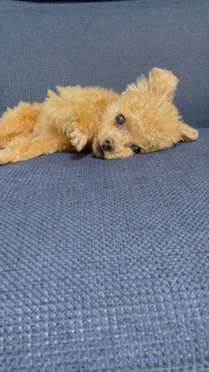 のインスタグラム：「お手入れちう。  #toypoodle#toypoodlegram#dogsofinstagram#instadog#doglover#doglife#cutedog#dog#fuwamama#ふわもこのふわ#ふわ#トイプードル#ふわもこ部#犬バカ部#親バカ部#犬のいる暮らし#いぬすたぐらむ」