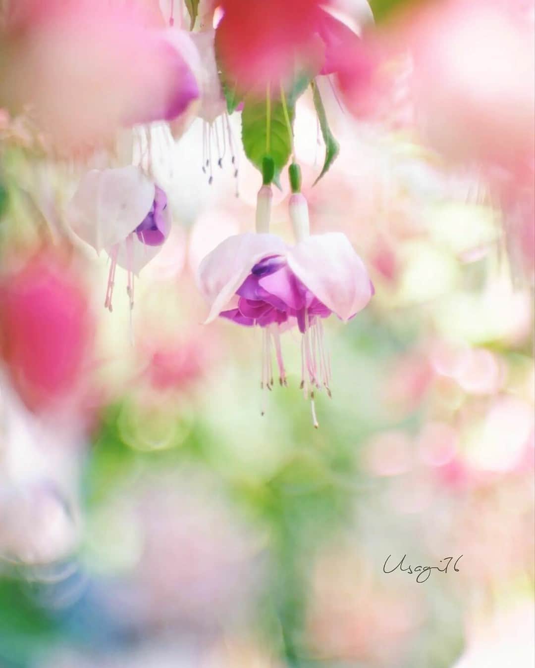 花の写真館のインスタグラム：「Photo by @usagi76. https://instagram.com/usagi76/ . Original Post[投稿いただいたURL] https://www.instagram.com/p/CsGXwHSP0-2/ . 本アカウントは、 #私の花の写真 をつけてInstagramに投稿された皆さまの花の写真や、「花の写真館」Facebookページで投稿された花の写真を紹介します。 「花の写真館」Facebookページは、「 @floral.photograph 」のプロフィールにあるURLからご覧ください。 . ※各種法令、マナー、関係者の指示に従った撮影をお願いします。 *Please ensure that your photography adheres to all relevant laws, etiquette, and instructions issued by authorized persons. ※本アカウントは東京カメラ部がFacebook、Instagramのサービスを利用して運営しているもので、Meta社・Instagramとは一切関係ありません。 . #花の写真館 #floralphotograph #floralphoto #flower #flowers Follow: @floral.photograph」