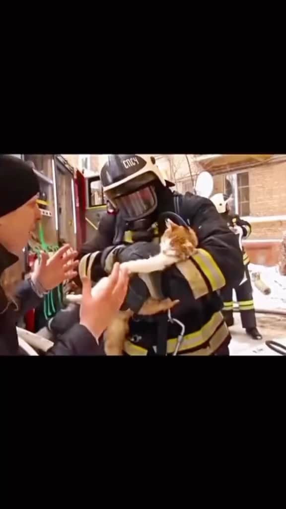 Cute Pets Dogs Catsのインスタグラム