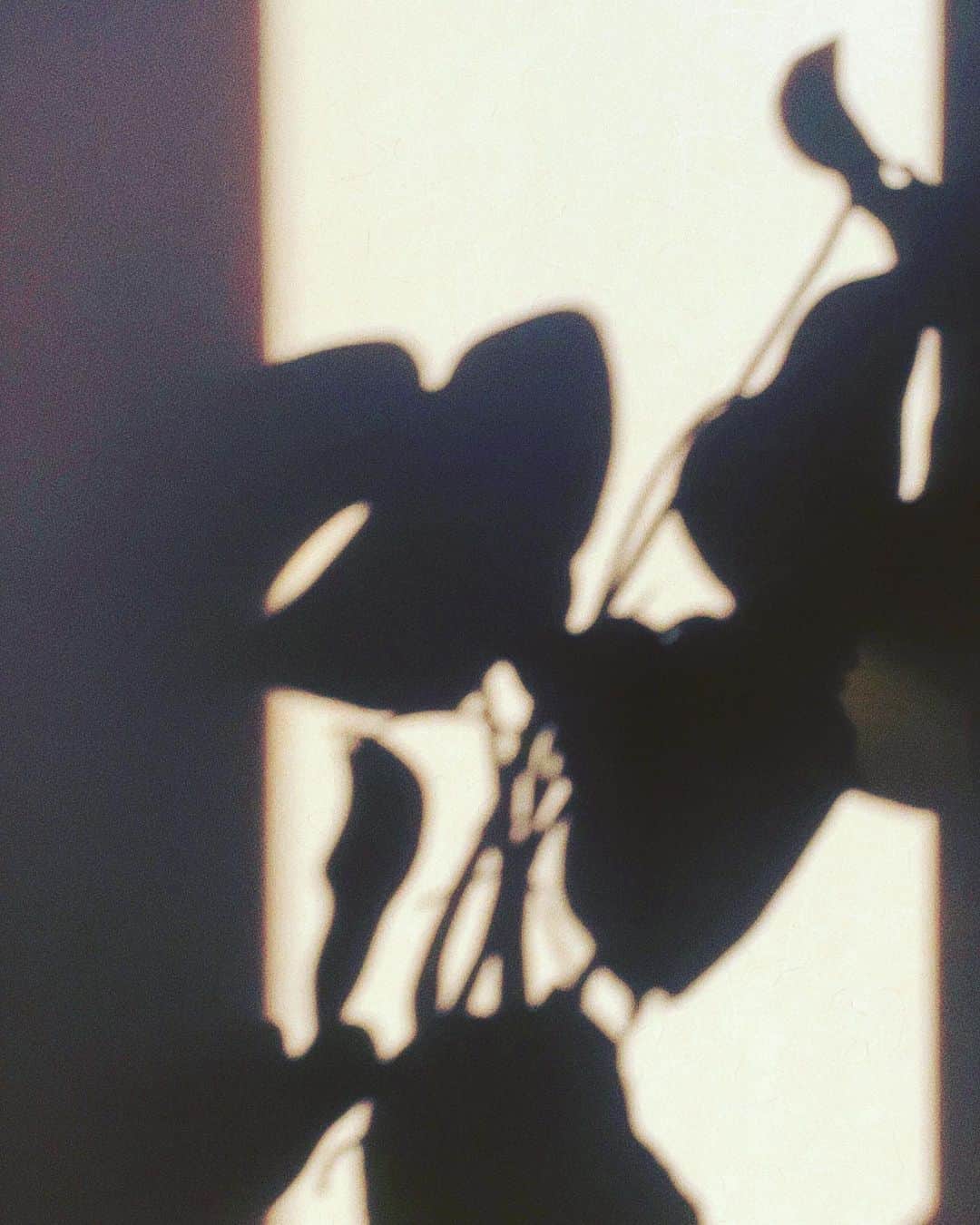 二宮愛さんのインスタグラム写真 - (二宮愛Instagram)「#モンステラ  くっきりと綺麗な影🌞😎 太陽ってすごいなー！！！今日の天気最高だったなー！！！  「ぽ組のお部屋🧸」のお題を募集してるけど、コメントしてくれたみんなありがとう🥰❤️ ________________ #二宮愛 #AiNinomiya」5月24日 20時00分 - aininomiya